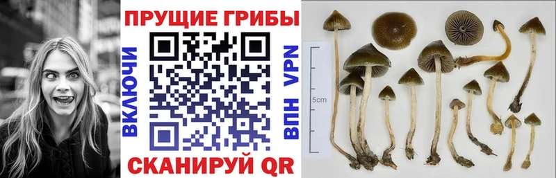 Псилоцибиновые грибы прущие грибы Алапаевск